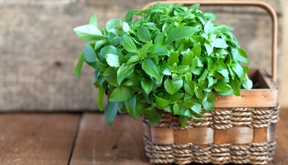 базилик на подоконнике зимой