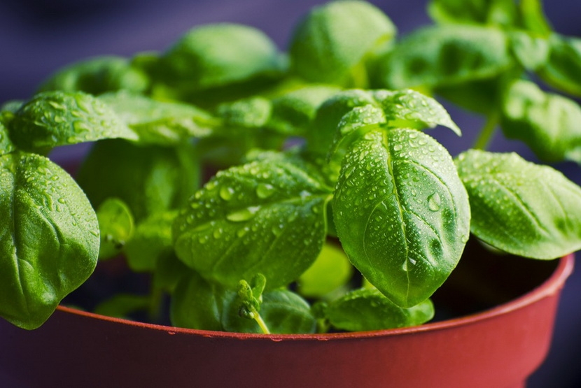 как вырастить базилик на подоконнике