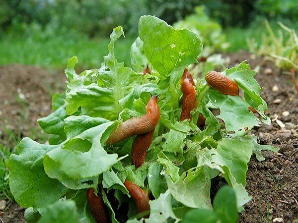 борьба со слизнями на садовом участке