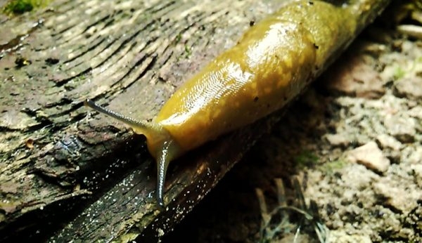 как избавиться от слизней в погребе