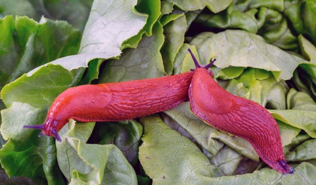 как избавиться от слизней в погребе