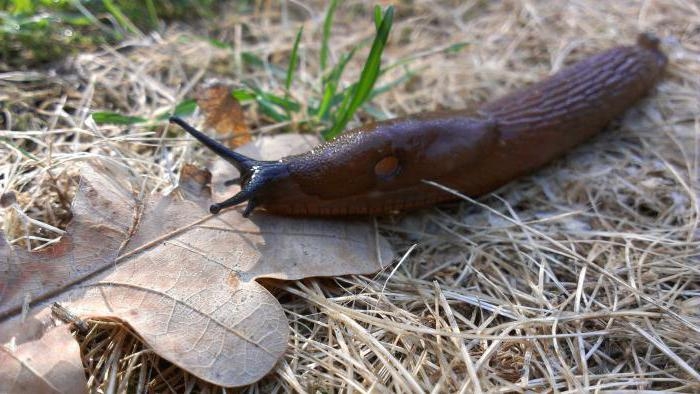 как избавиться от слизней в погребе