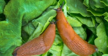 бороться со слизнями в огороде