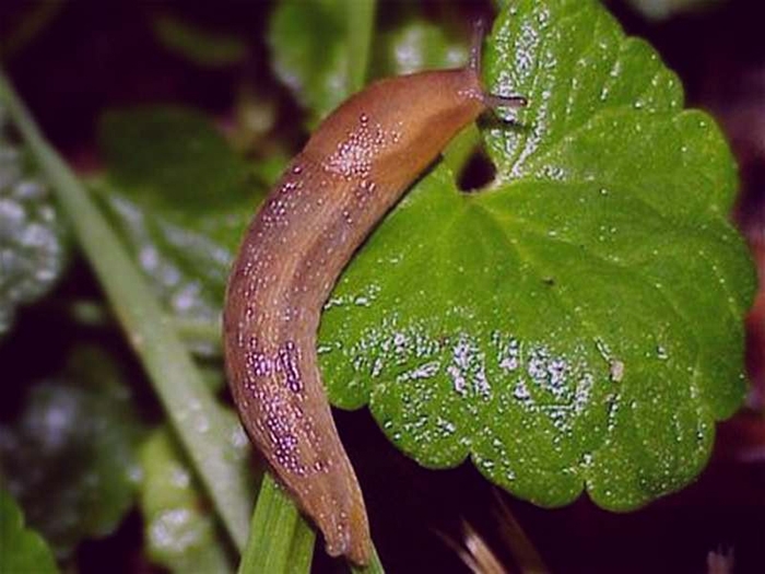 как избавиться от слизней в погребе