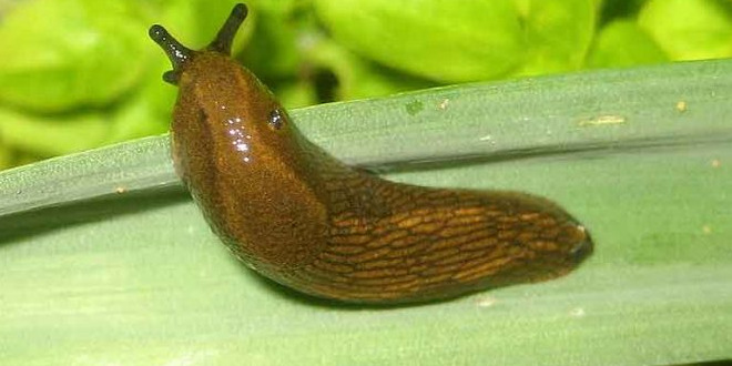 как избавиться от слизней в погребе