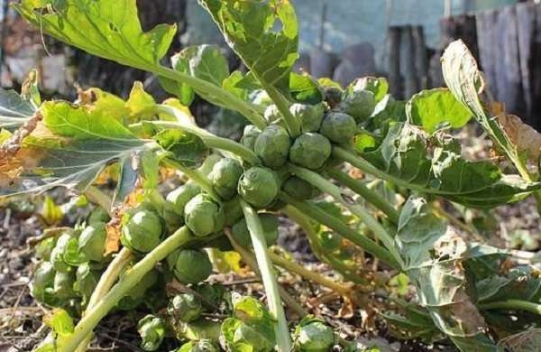 брюссельская капуста выращивание и уход