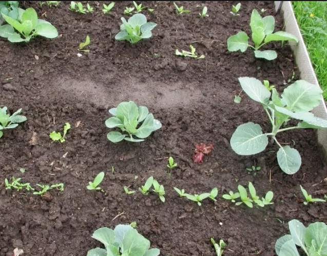 как растет брюссельская капуста