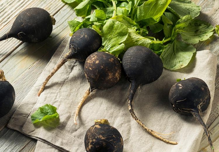 редька белая полезные свойства и противопоказания