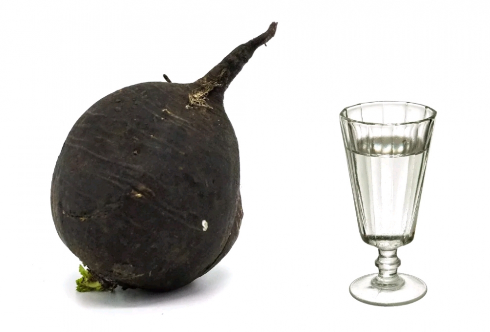 редька белая длинная