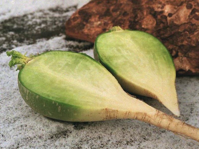 чем полезна редька для организма