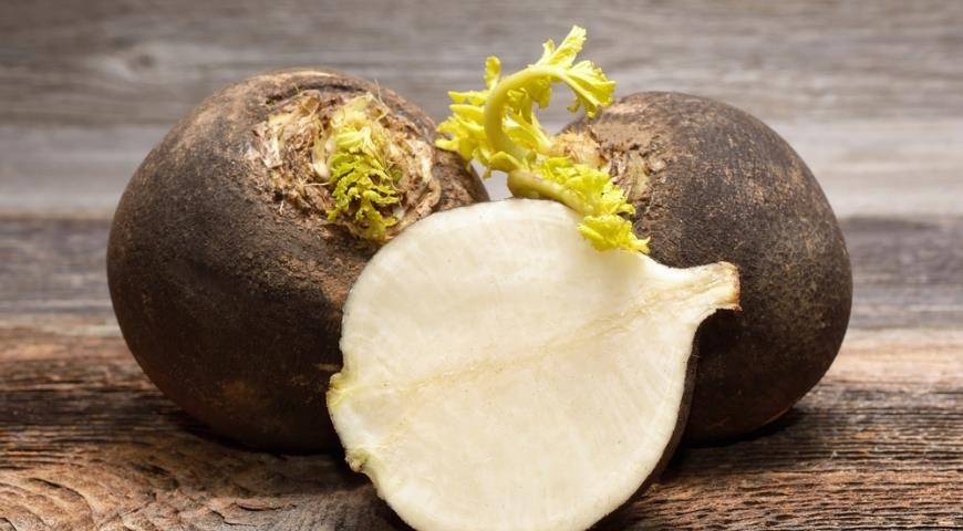 редька белая длинная