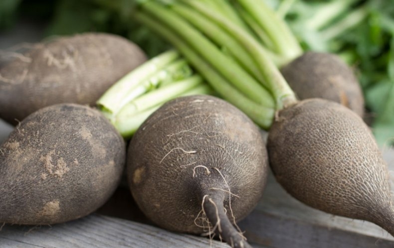 редька полезные свойства для мужчин