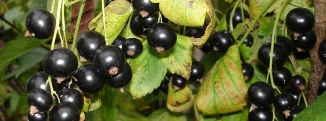 лучшие сорта черной смородины для средней полосы