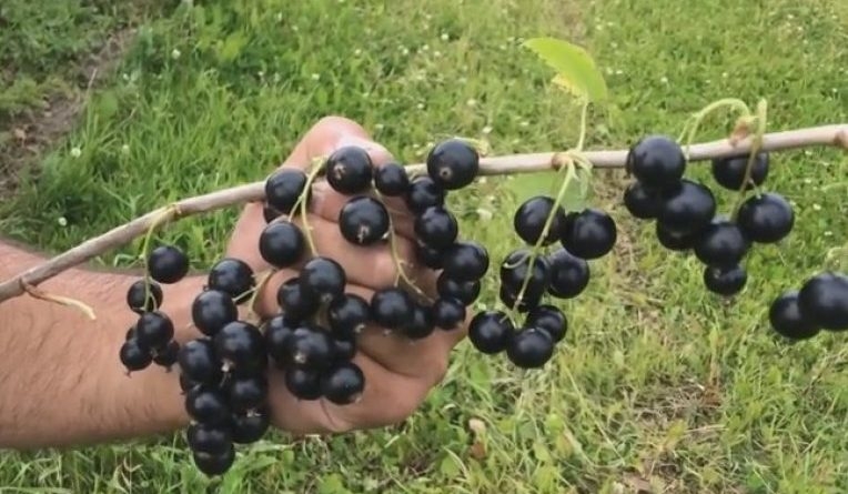 смородина черная крупноплодные сорта