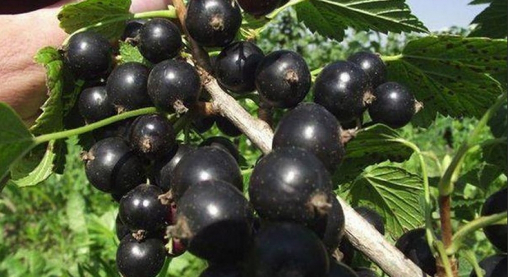 сорта черной смородины с крупными ягодами