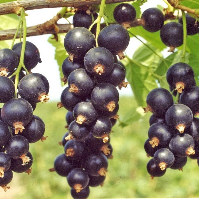 лучшие сорта черной смородины для средней полосы