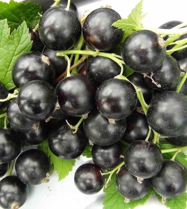 черная смородина сорта описание и фото