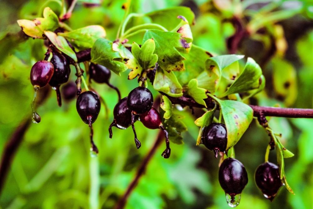 черная смородина сорта описание и фото