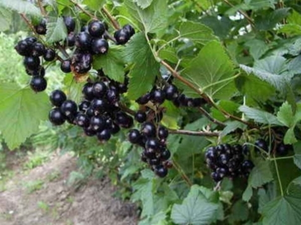 сорта черной смородины с крупными ягодами