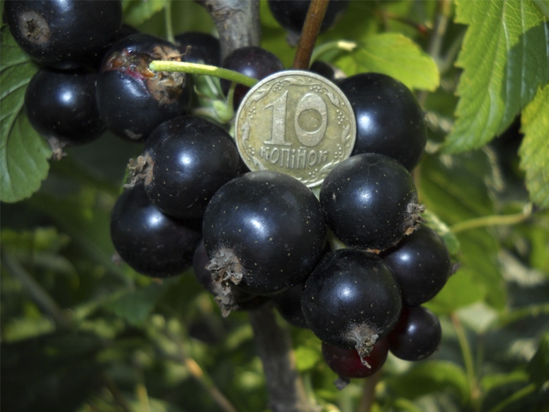 лучшие сорта черной смородины для средней полосы