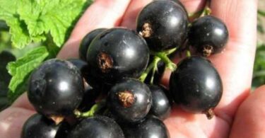 Лучшие сорта черной смородины