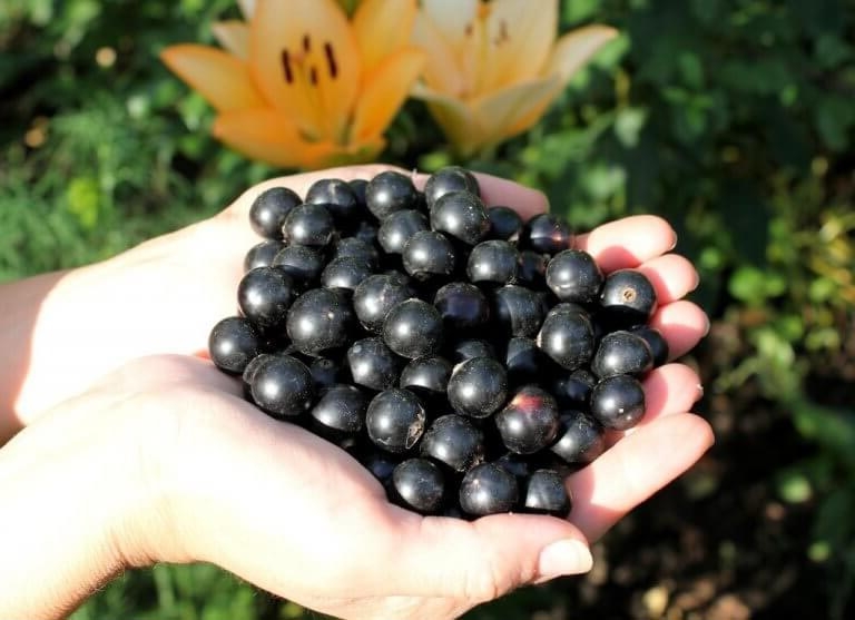 сорта черной смородины с крупными ягодами