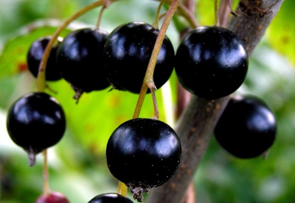 лучшие сорта черной смородины для средней полосы