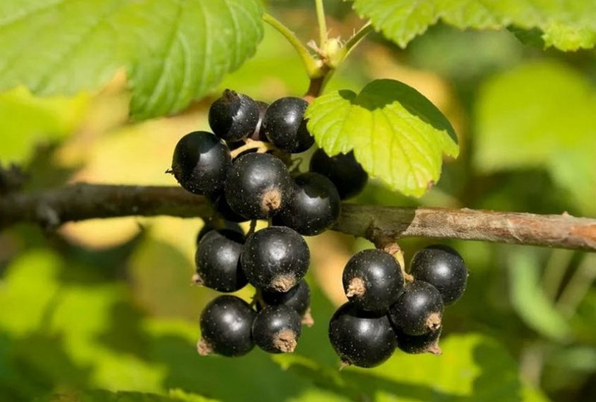 сорта черной смородины с крупными ягодами