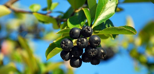 арония черноплодная посадка и уход