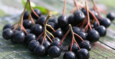 Арония черноплодная