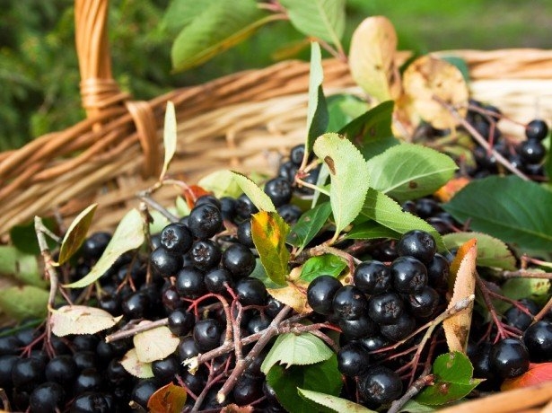 обрезка черноплодной рябины осенью