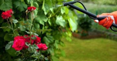 Циркон для комнатных растений