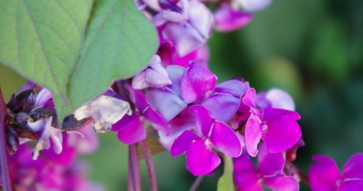 долихос выращивание из семян