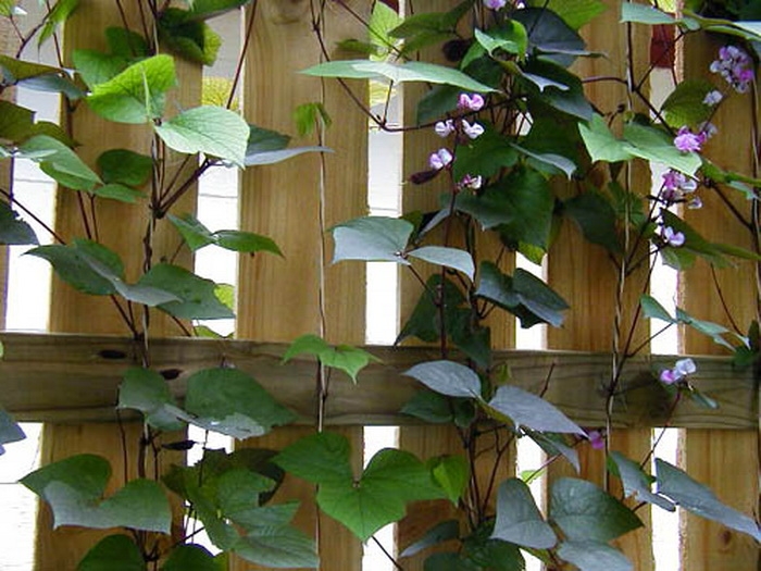 долихос выращивание из семян