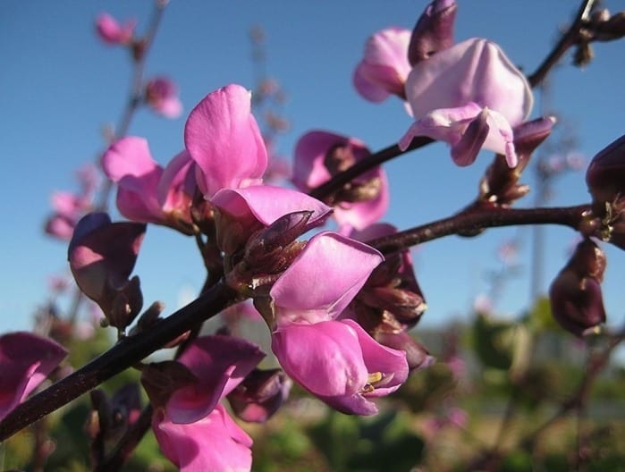 гиацинтовые бобы посадка и уход фото