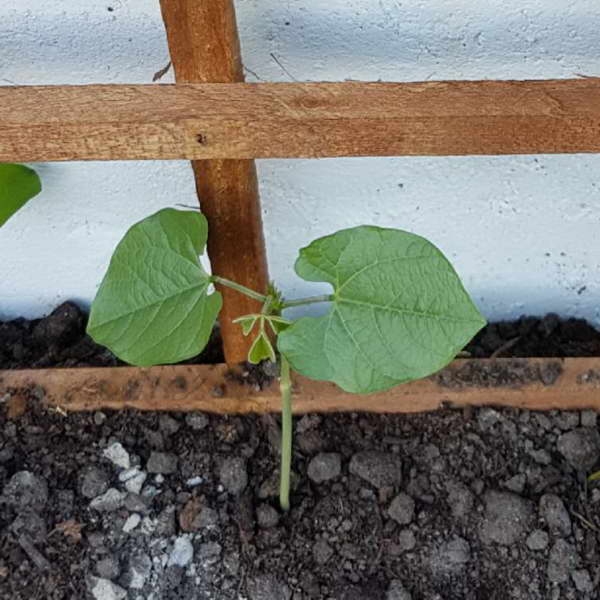 долихос выращивание из семян