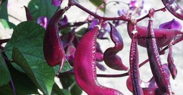 Гиацинтовые бобы