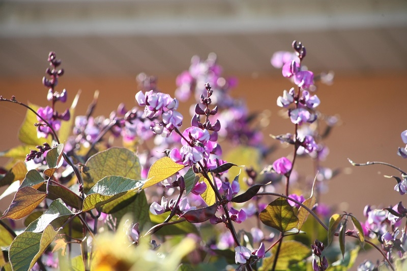 гиацинтовые бобы посадка и уход фото