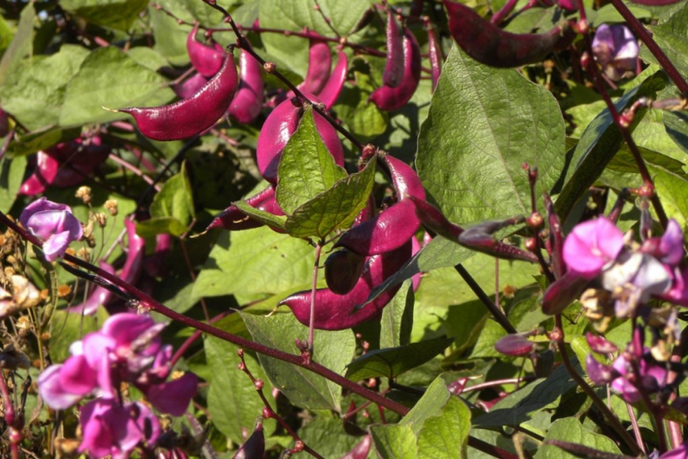 гиацинтовые бобы посадка и уход фото