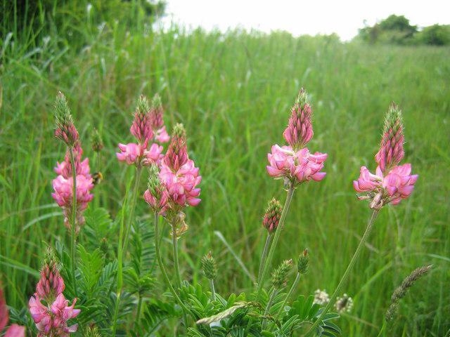 мед эспарцетовый полезные свойства и противопоказания