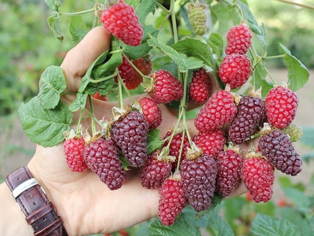 ежемалина сорта описание