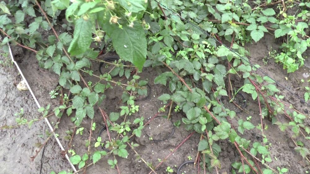 малино ежевичный гибрид тэйберри