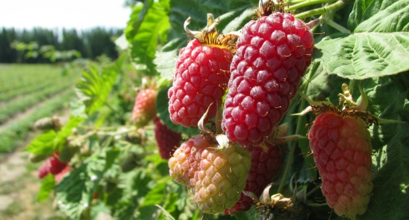 ежемалина уход и выращивание обрезка видео