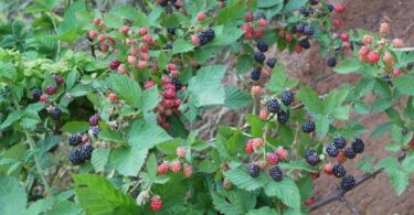 Ежевика уход