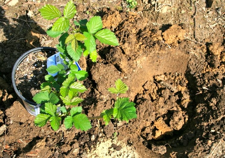 ежевика торнфри посадка и уход