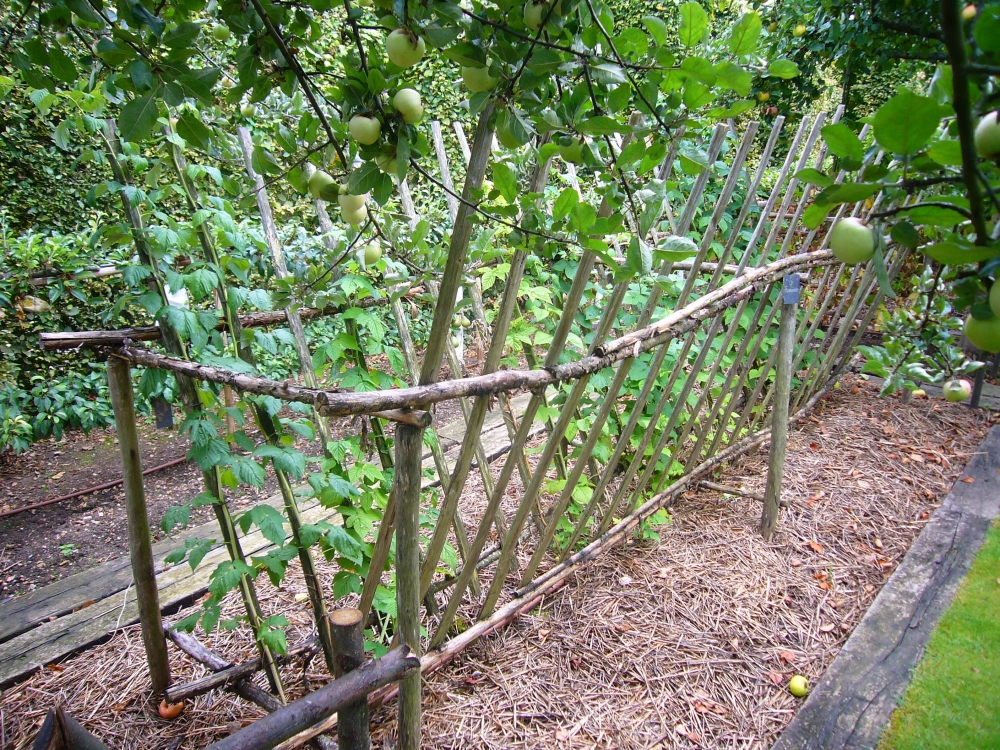 ежевика торнфри посадка и уход