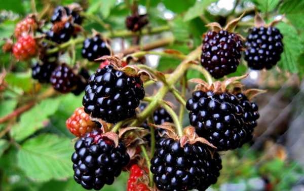 ежевика без шипов посадка и уход