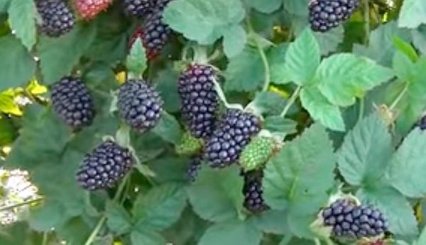 ежевика бесшипная сорта