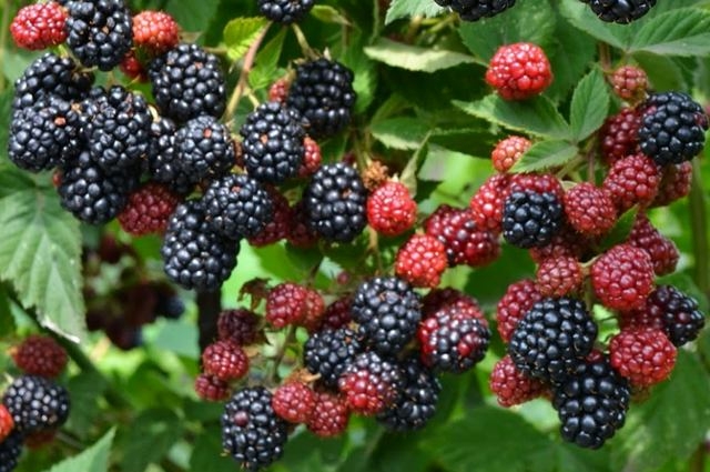 ежевика бесшипная сорта