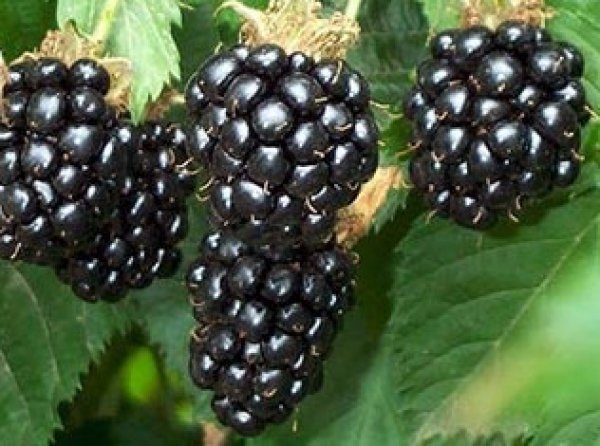 ежевика бесшипная сорта